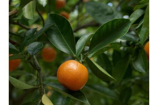 Image of calamondin