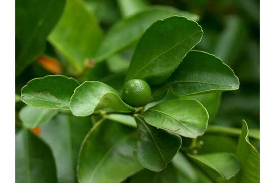 Image of calamondin