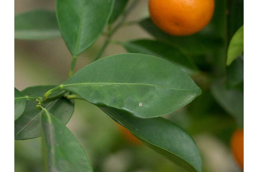 Citrus microcarpa Bunge resmi