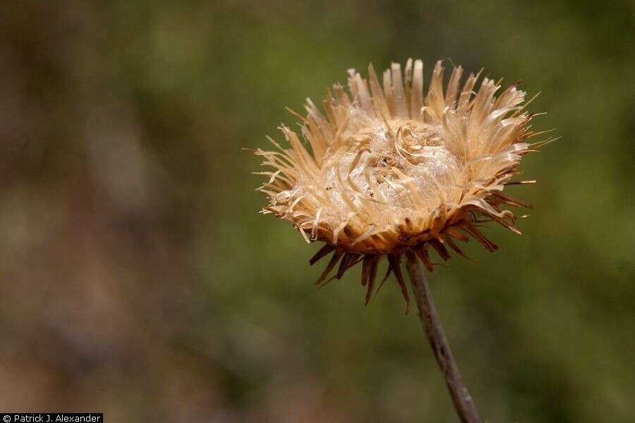 Image of New Mexico thistle