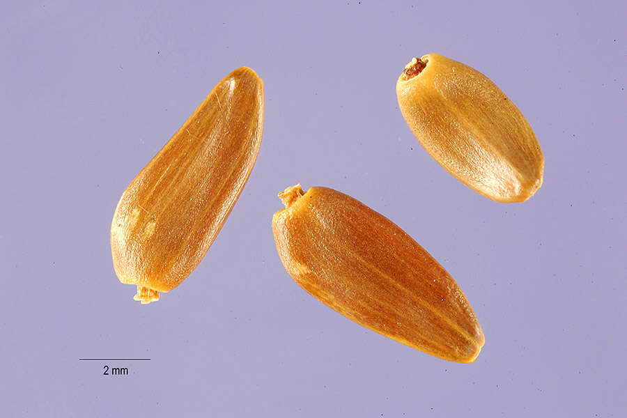 Слика од Cirsium occidentale var. candidissimum (Greene) J. F. Macbr.