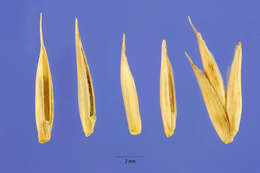 Image of desert wheatgrass