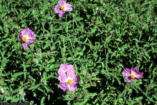 Image of Rockrose