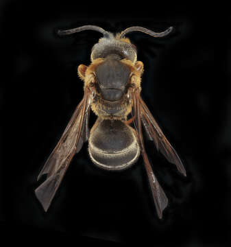 Imagem de Halictus parallelus Say 1837