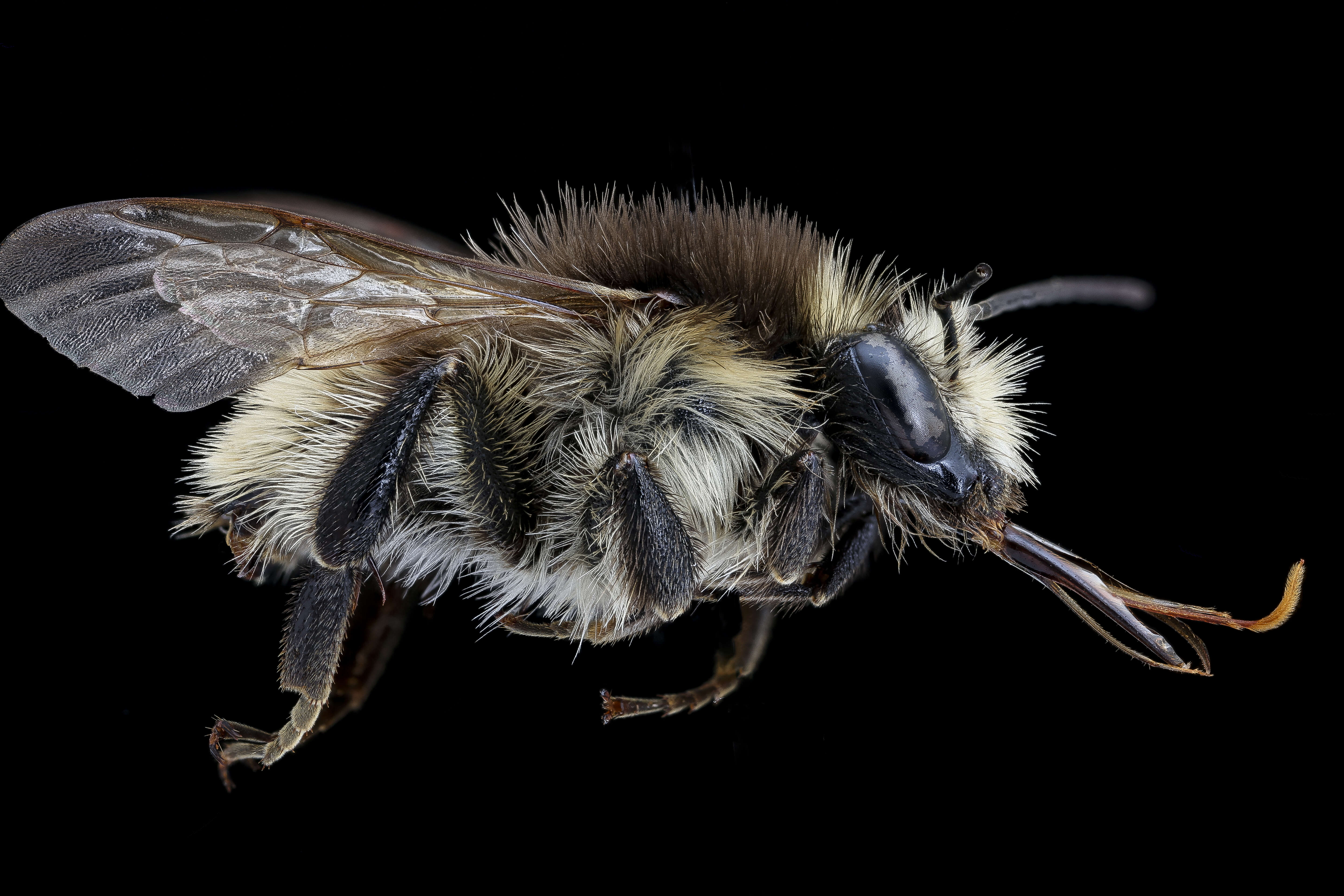 Image of Brown-banded carder bee