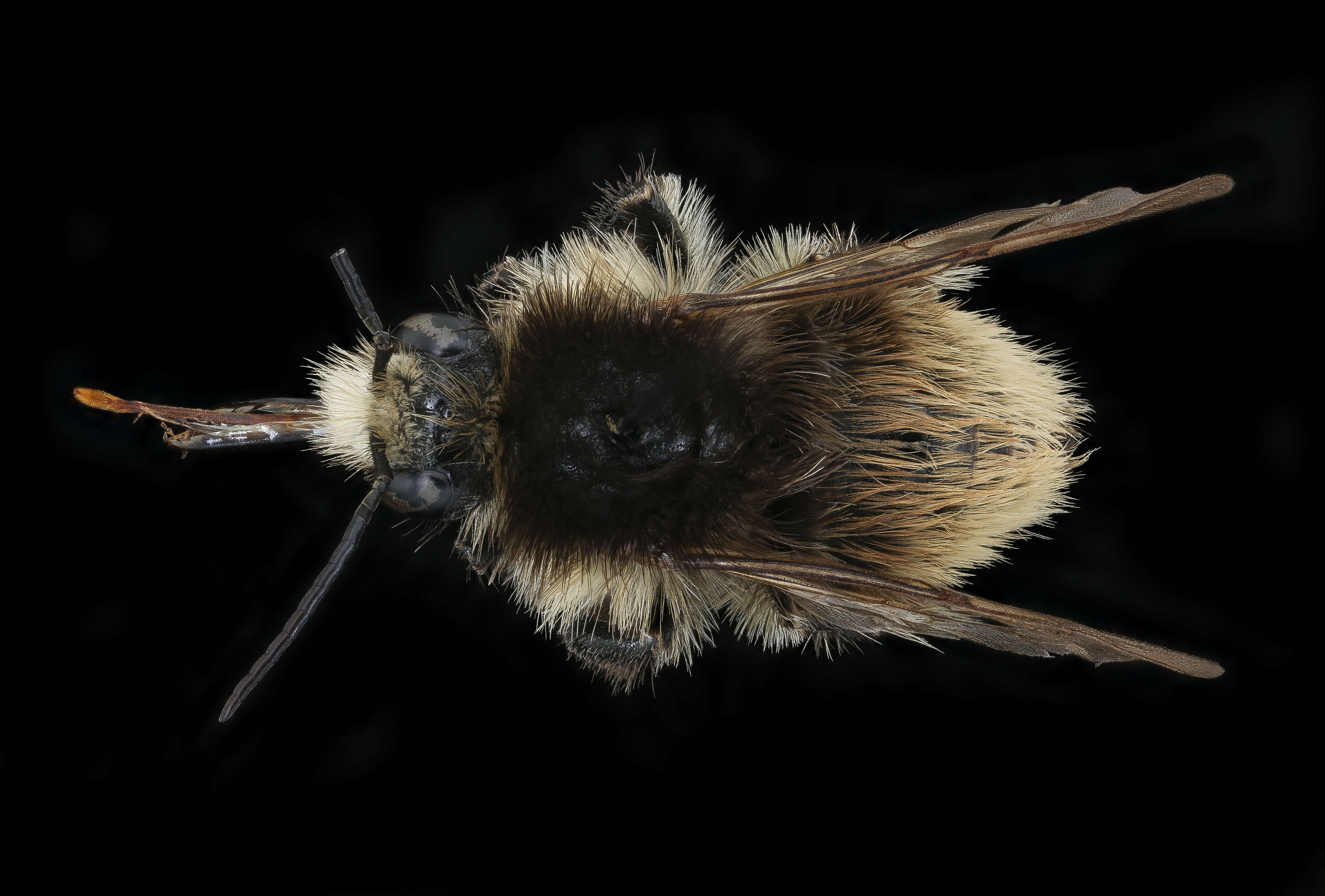 Image of Brown-banded carder bee