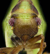 Image of Two-striped Planthopper