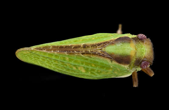 Image of Two-striped Planthopper