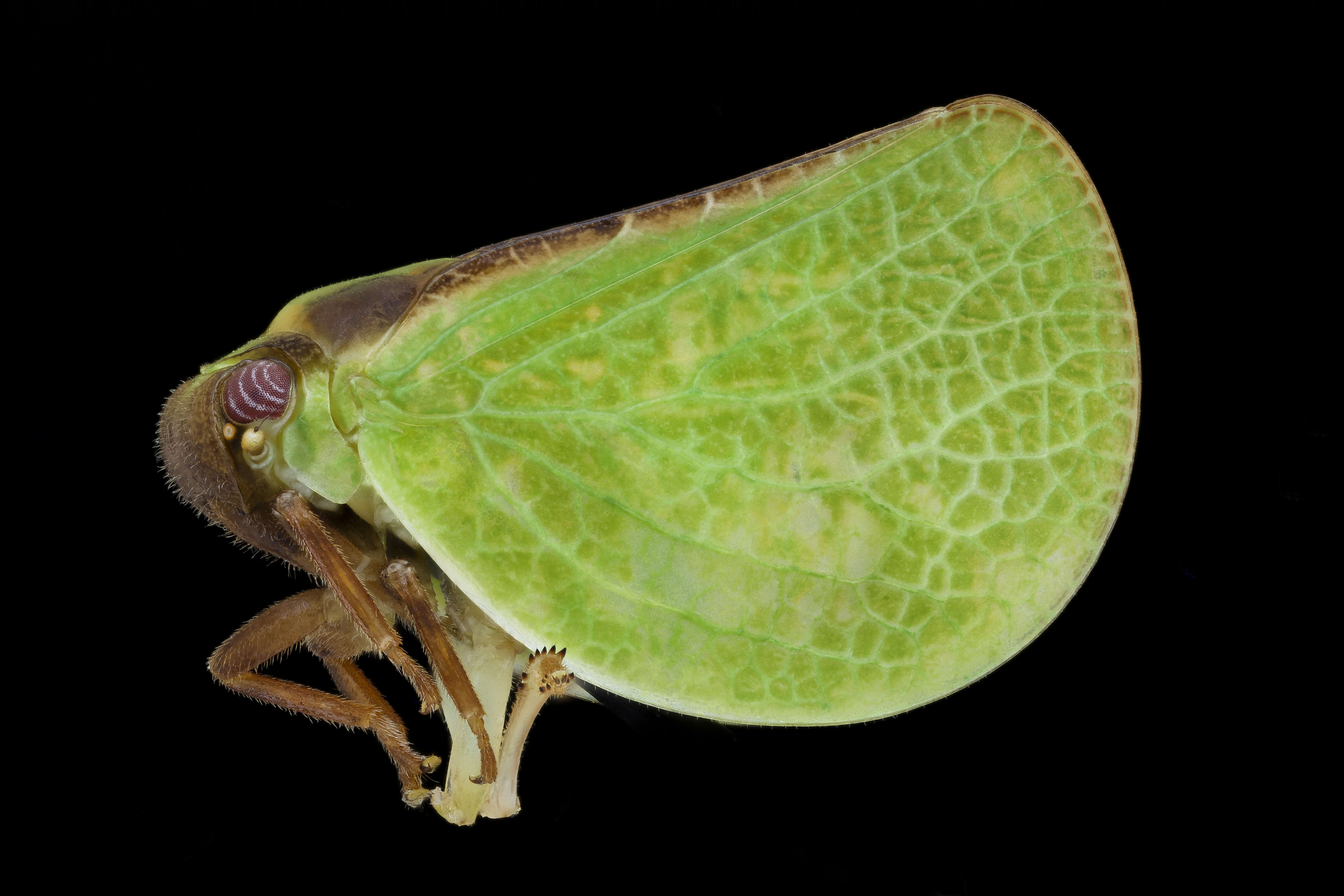 Image of Two-striped Planthopper