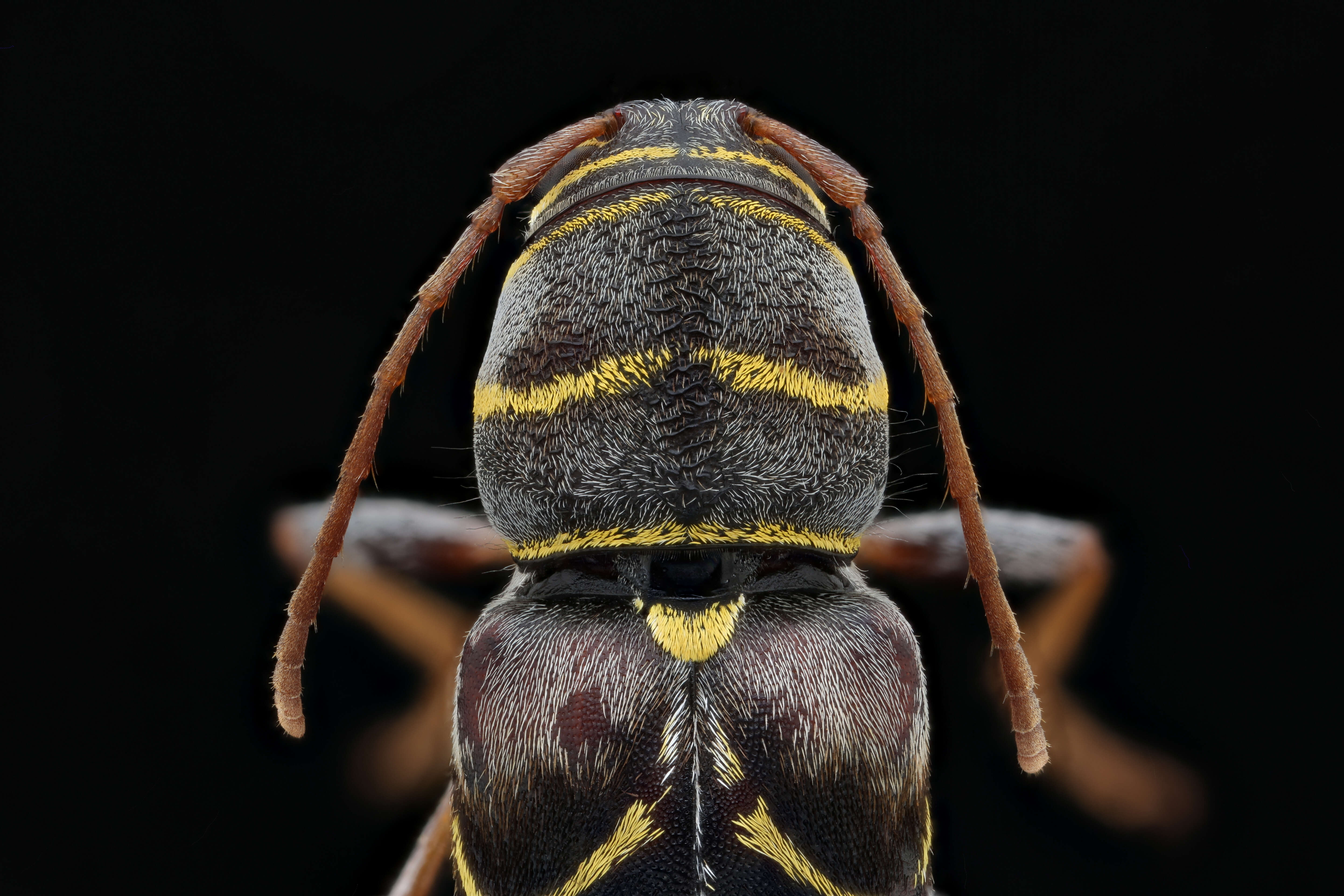 Image of Neoclytus scutellaris (Olivier 1790)