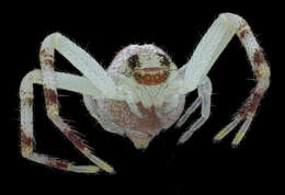 Image of Northern Crab Spider