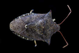 Image of Dusky Stink Bug