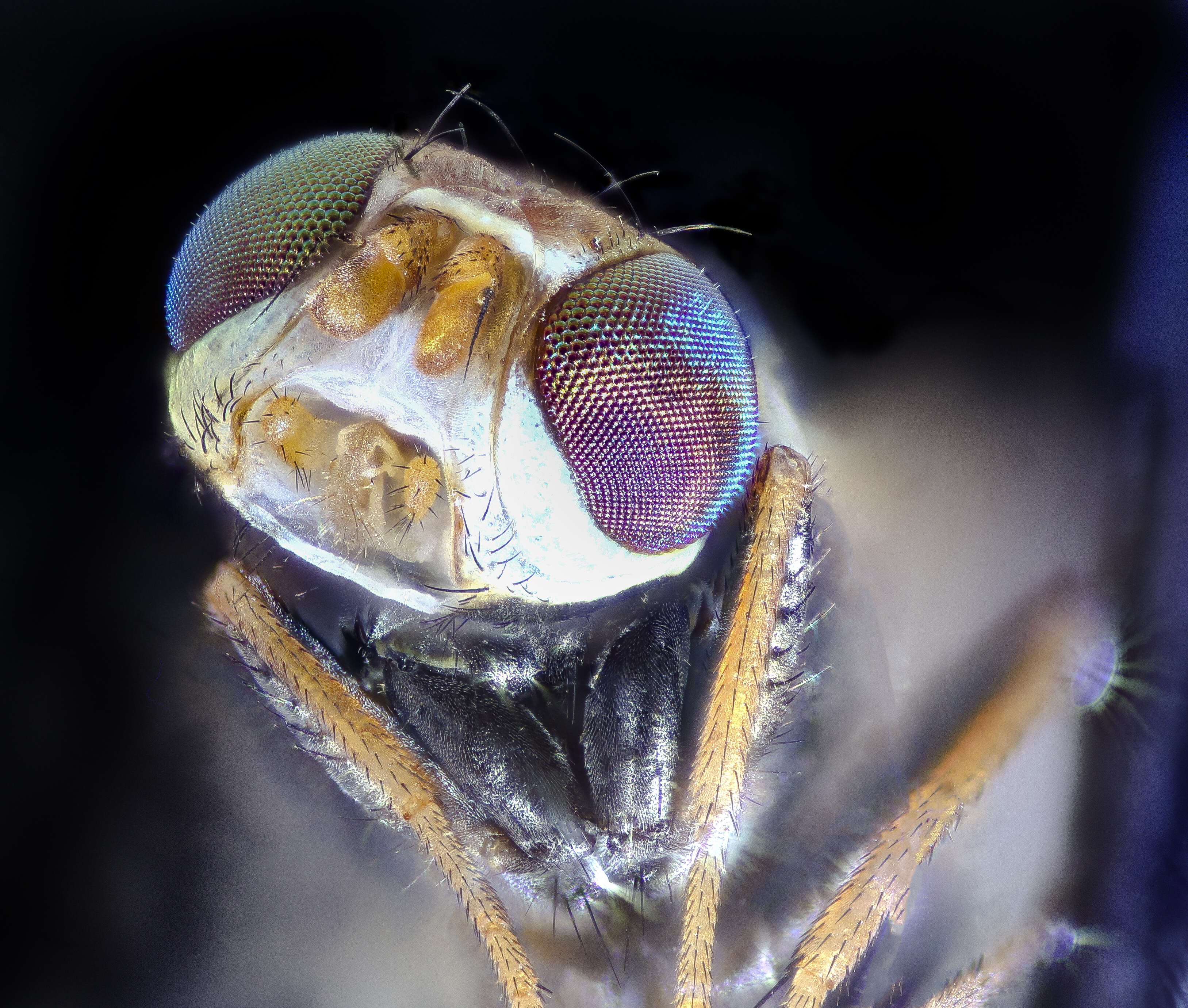 Image de Urophora quadrifasciata (Meigen 1826)