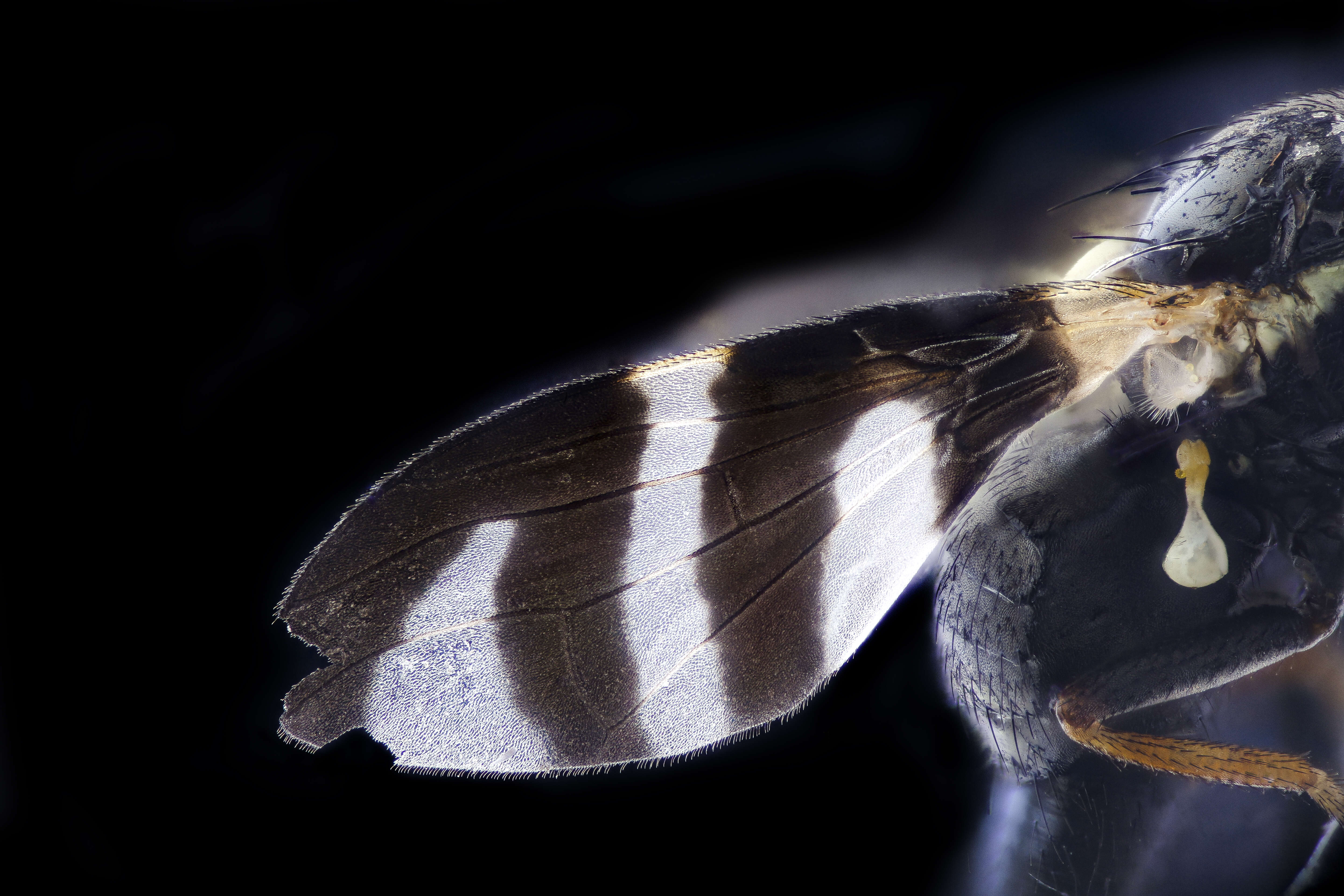 Image of Four-barred Knapweed Gall Fly