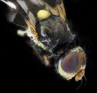 Image of Four-barred Knapweed Gall Fly