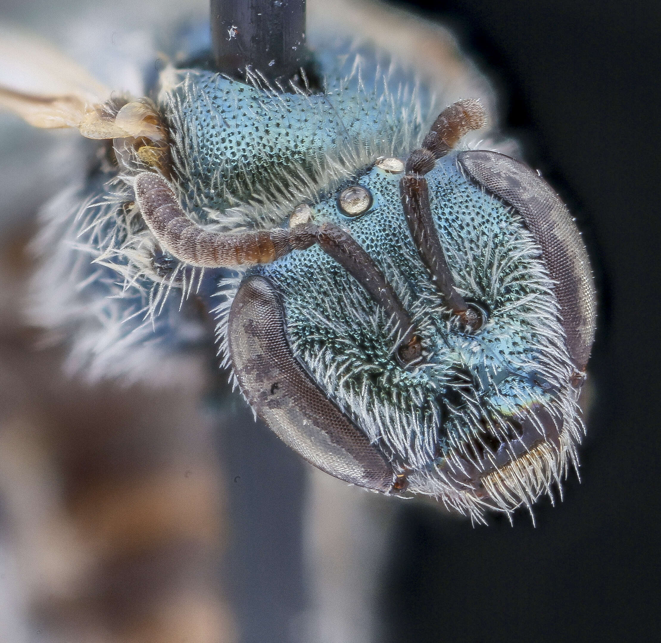 Lasioglossum semicaeruleum (Cockerell 1895)的圖片