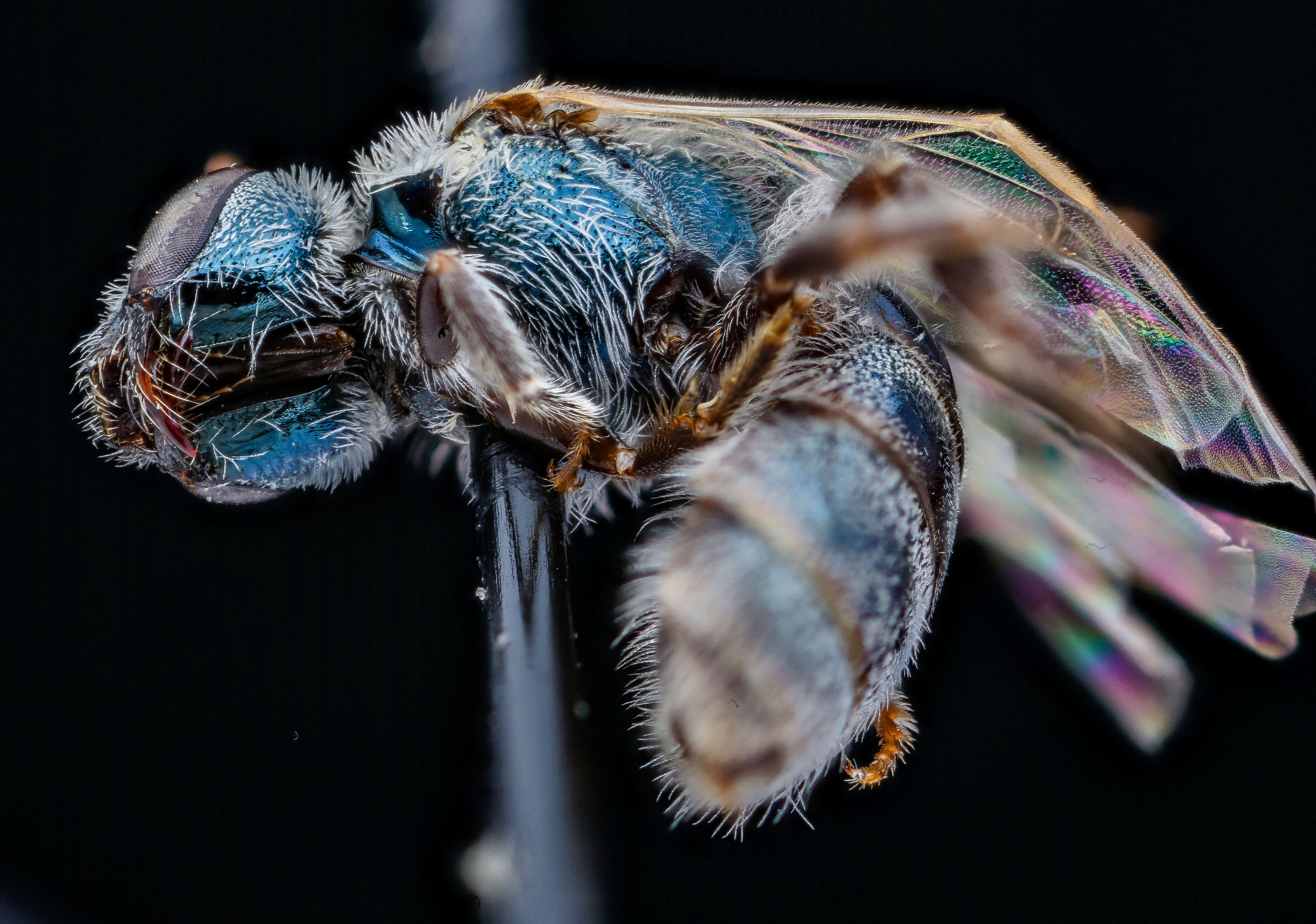 Lasioglossum semicaeruleum (Cockerell 1895)的圖片