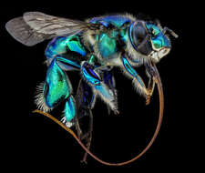 Image of Euglossa imperialis Cockerell 1922