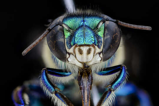 Image of Euglossa imperialis Cockerell 1922