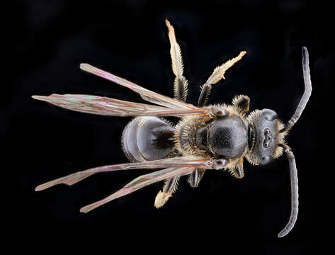 Lasioglossum fuscipenne (Smith 1853) resmi