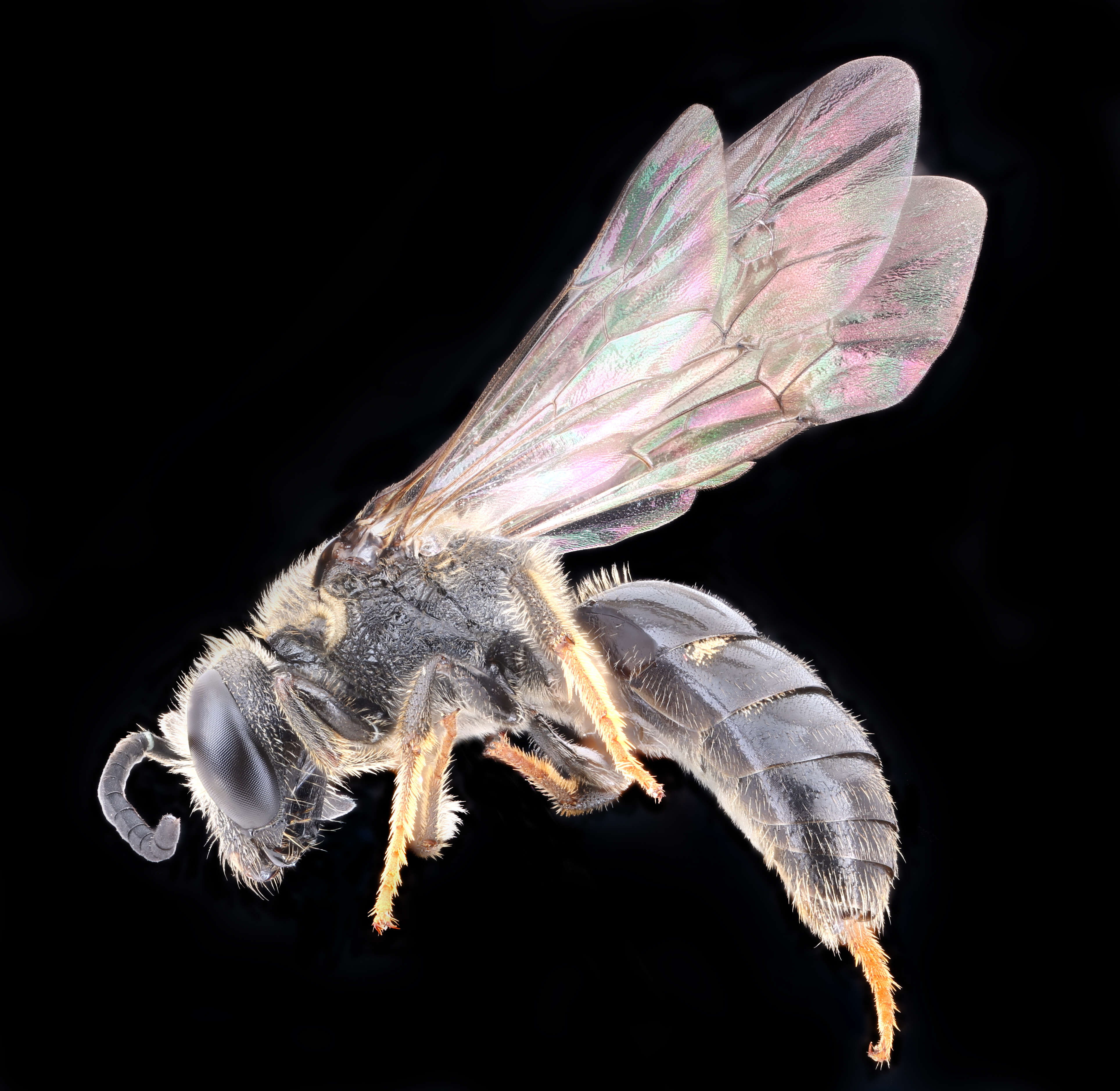 Lasioglossum fuscipenne (Smith 1853) resmi