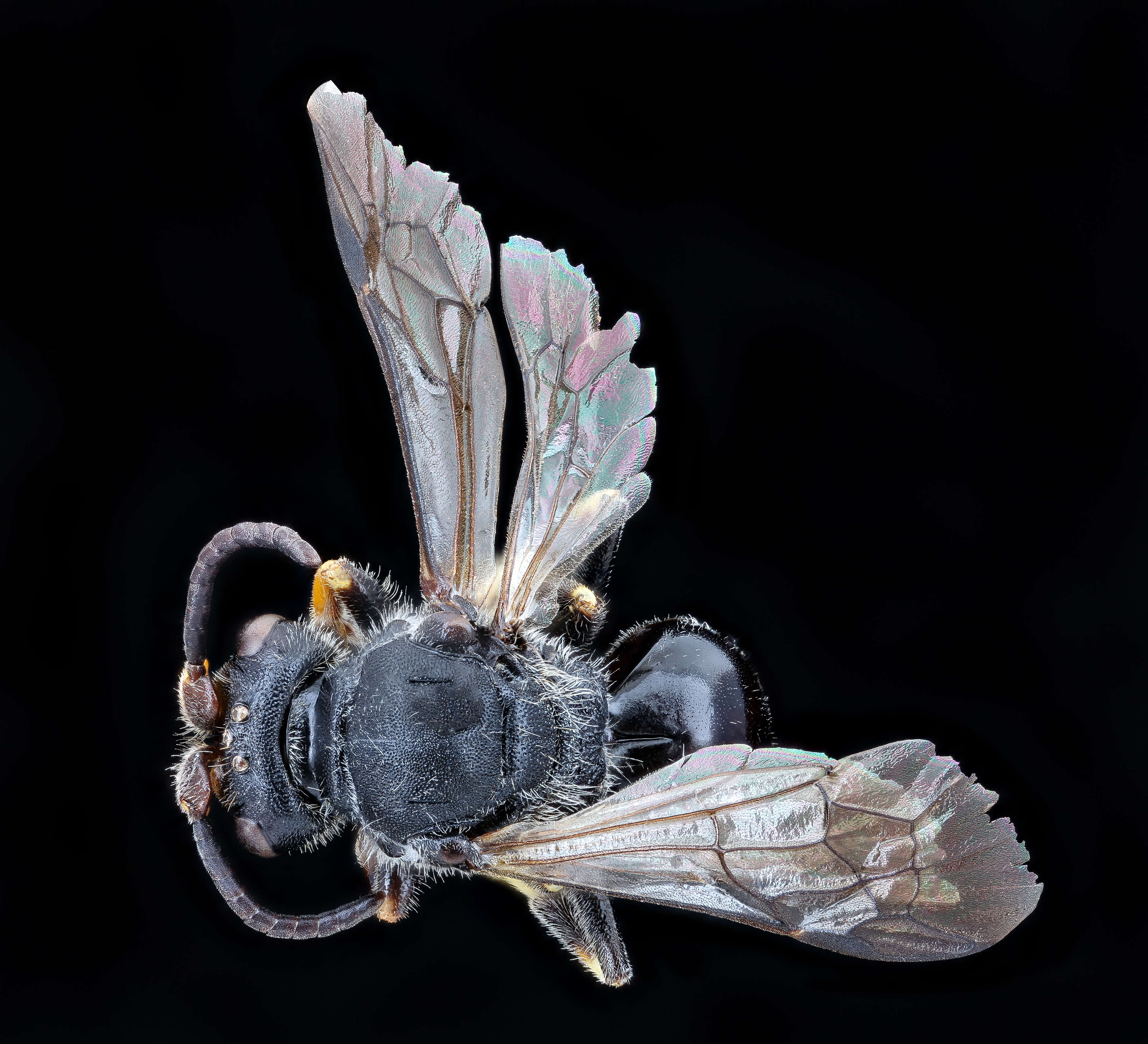 Image of Basal Masked Bee