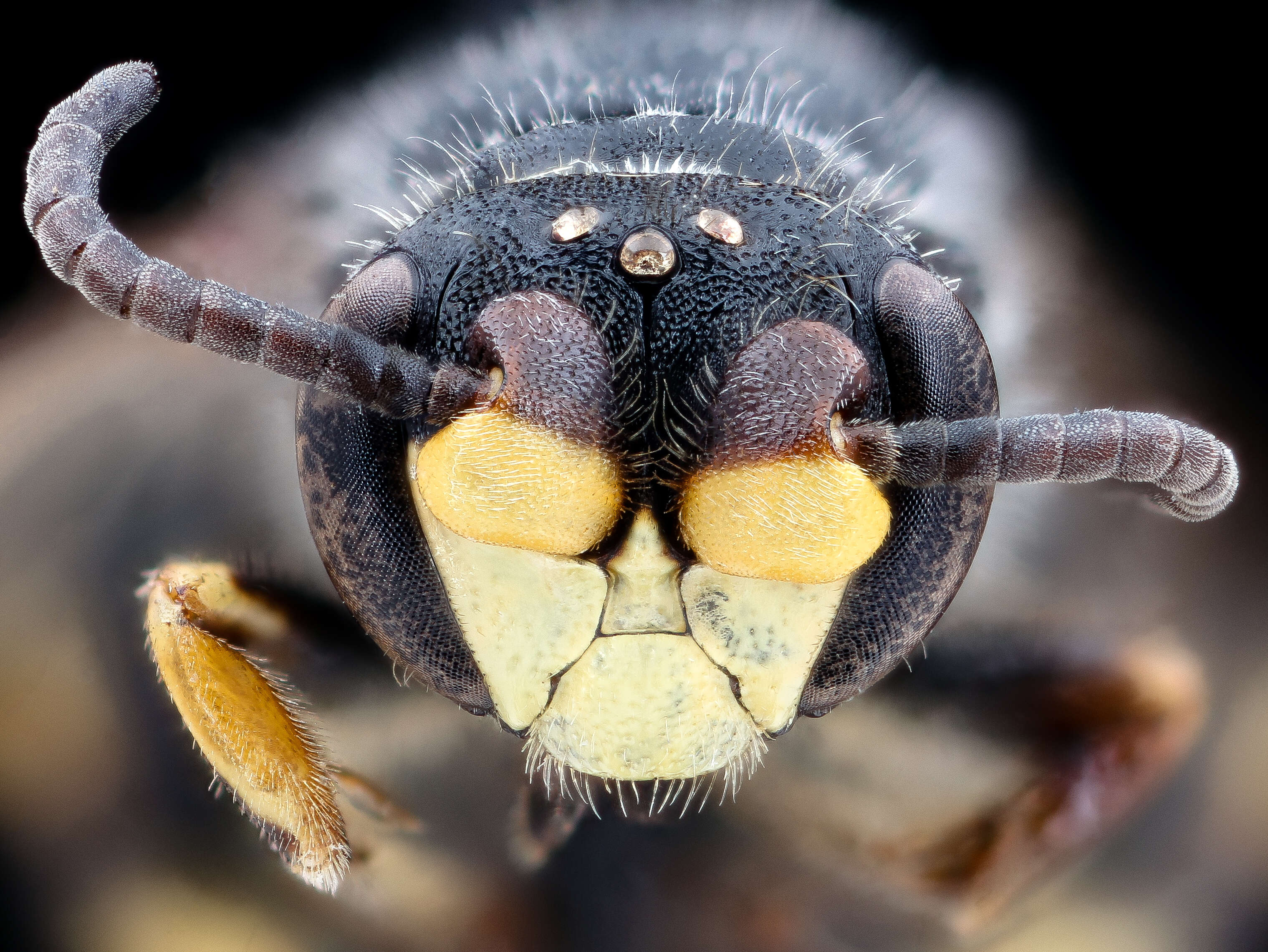 Image of Basal Masked Bee