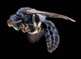 Image of Basal Masked Bee