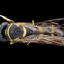 Image of Wasp