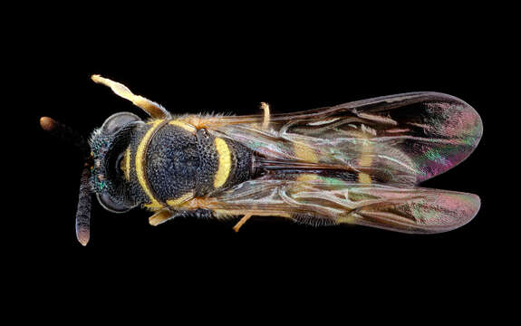 Image of Wasp