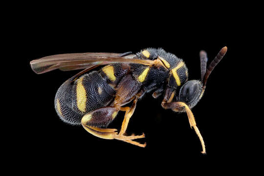 Image of Wasp