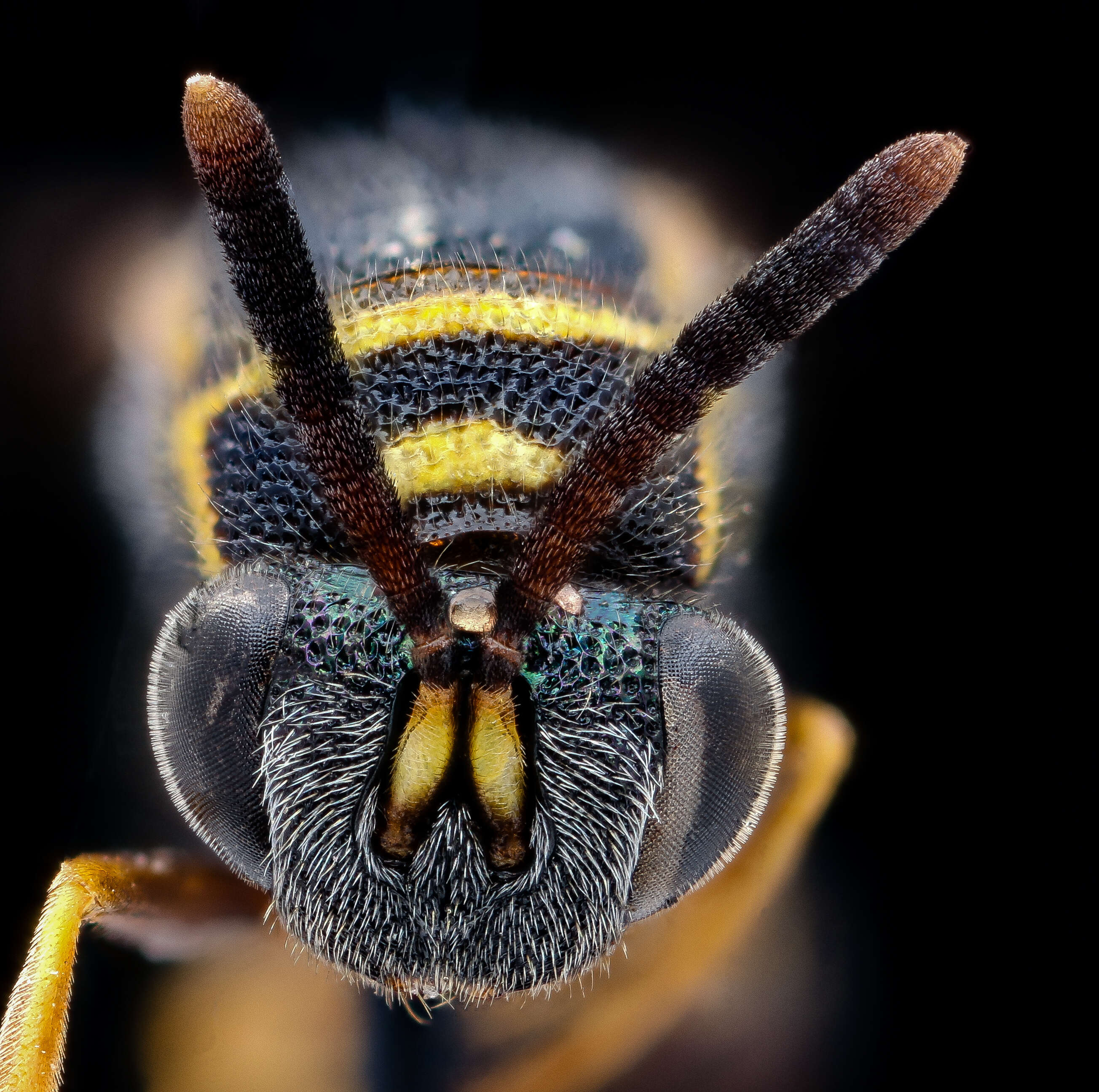 Image of Wasp