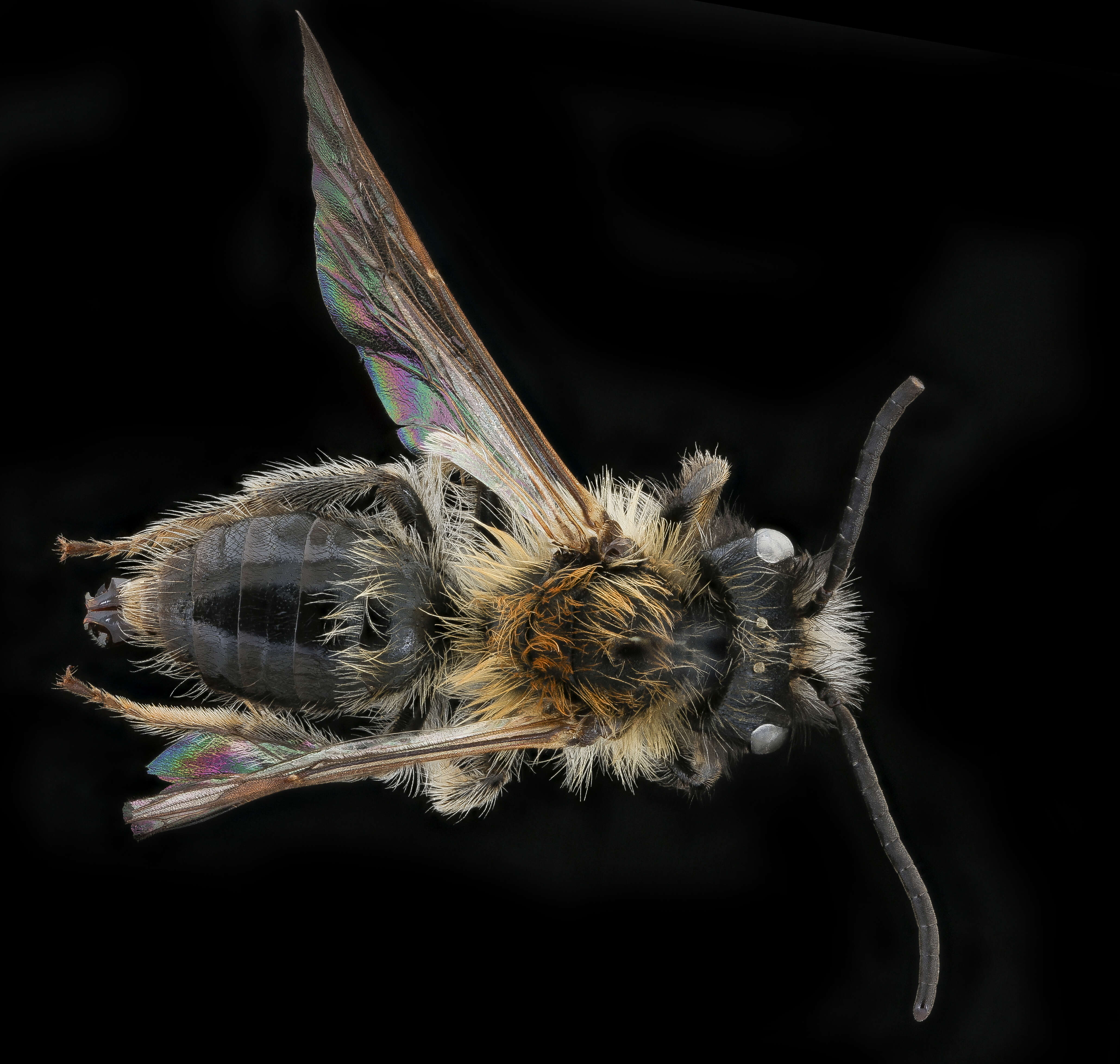 Image of Andrena lapponica Zetterstedt 1838