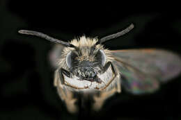 Image of Andrena lapponica Zetterstedt 1838