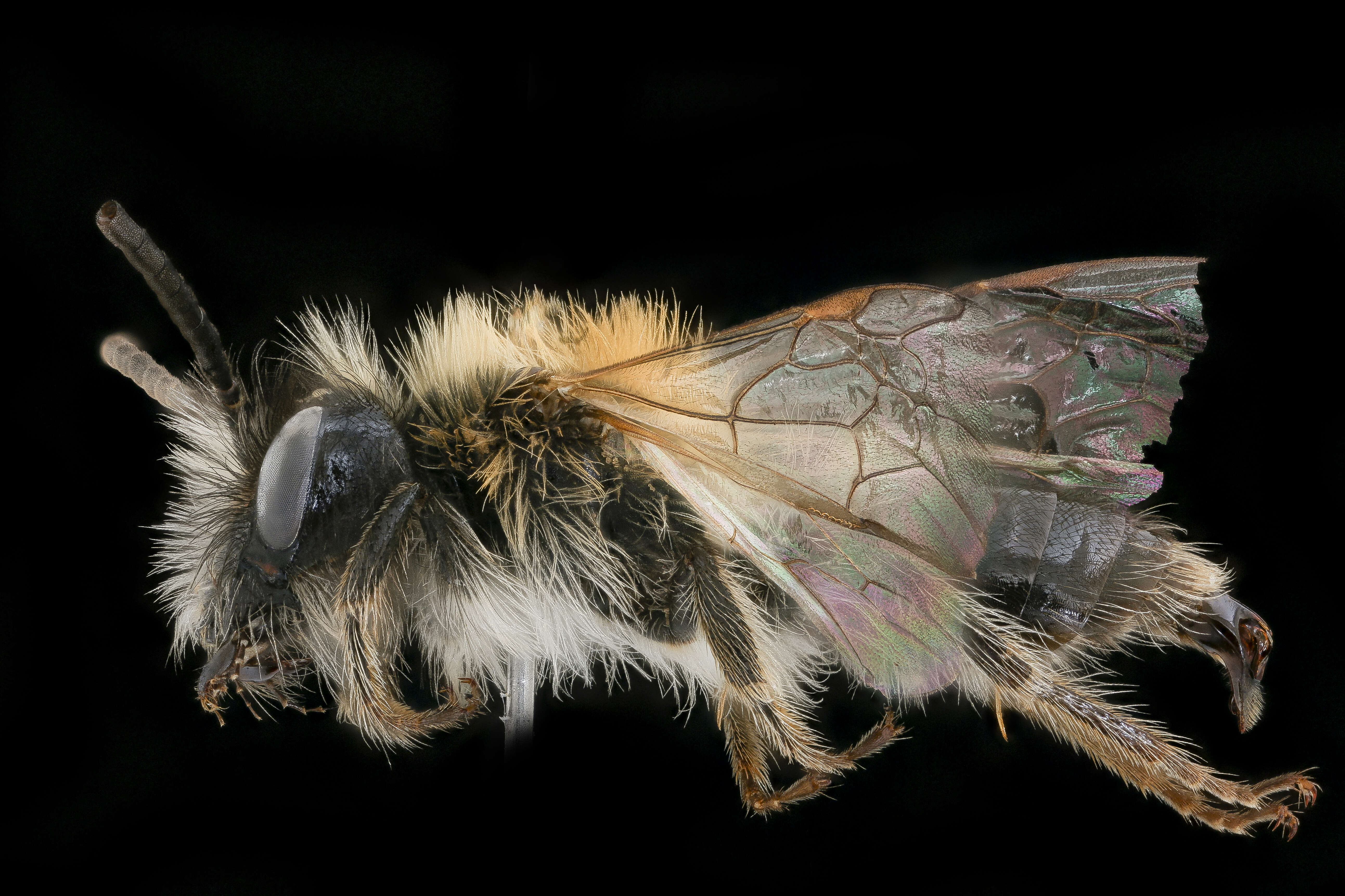 Image of Andrena lapponica Zetterstedt 1838