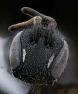 Image of Hylaeus fedorica (Cockerell 1909)