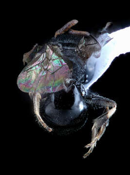 Sivun Hylaeus fedorica (Cockerell 1909) kuva