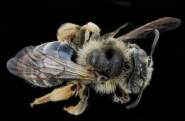 Image of Andrena cressonii kansensis Cockerell 1899