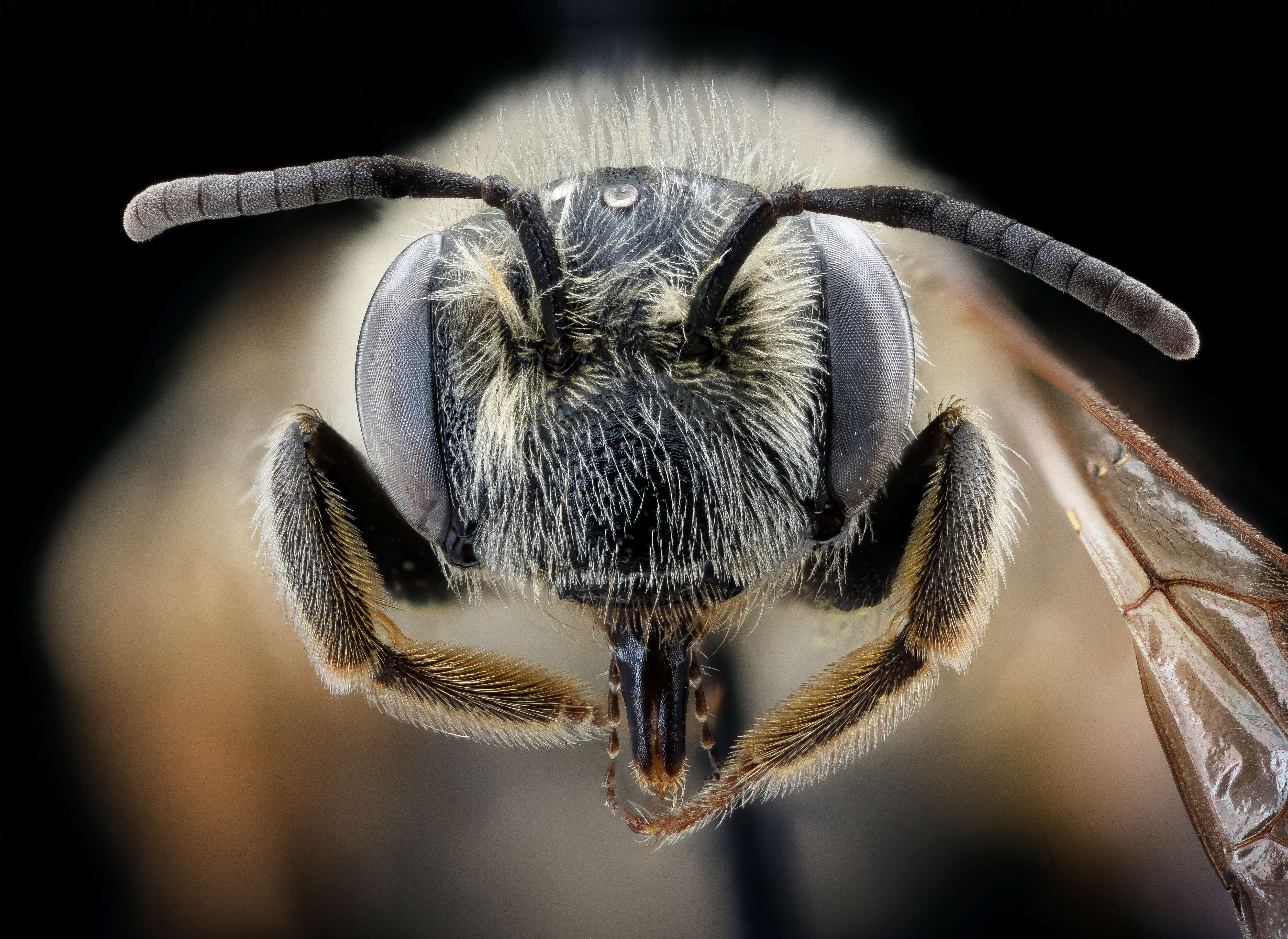 Image of Andrena cressonii kansensis Cockerell 1899