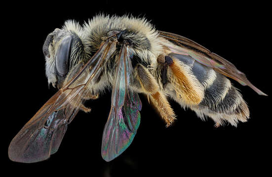 Image of Andrena cressonii kansensis Cockerell 1899