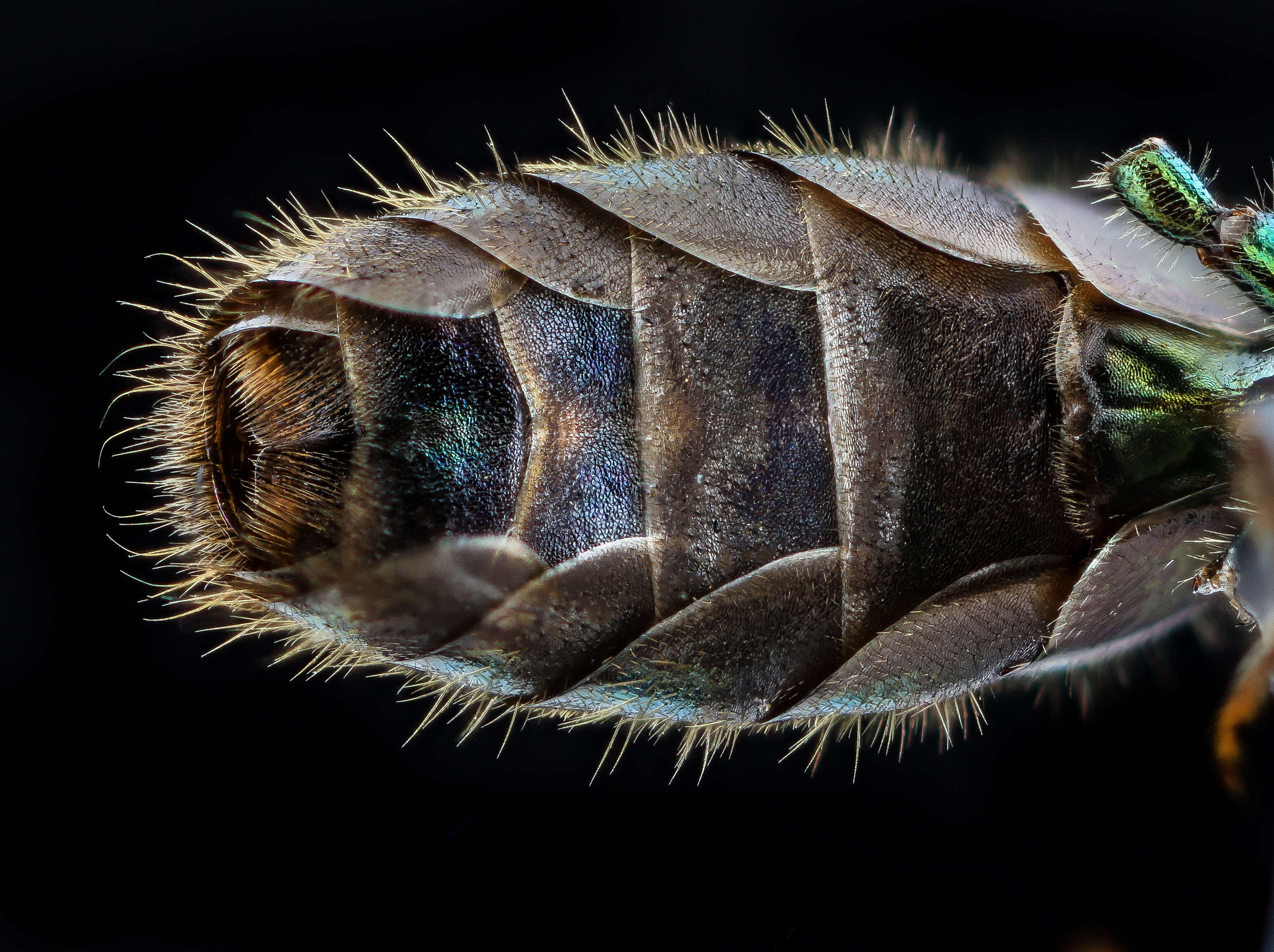 Image de Augochlorella aurata (Smith 1853)