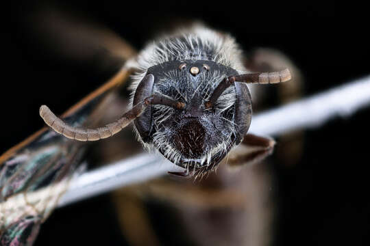 Image of Andrena platyparia Robertson 1895