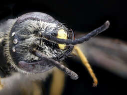 Lasioglossum acuminatum McGinley 1986 resmi