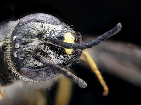 صورة Lasioglossum acuminatum McGinley 1986