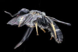 Image of Lasioglossum acuminatum McGinley 1986