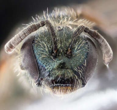 Image of Lasioglossum tenax (Sandhouse 1924)