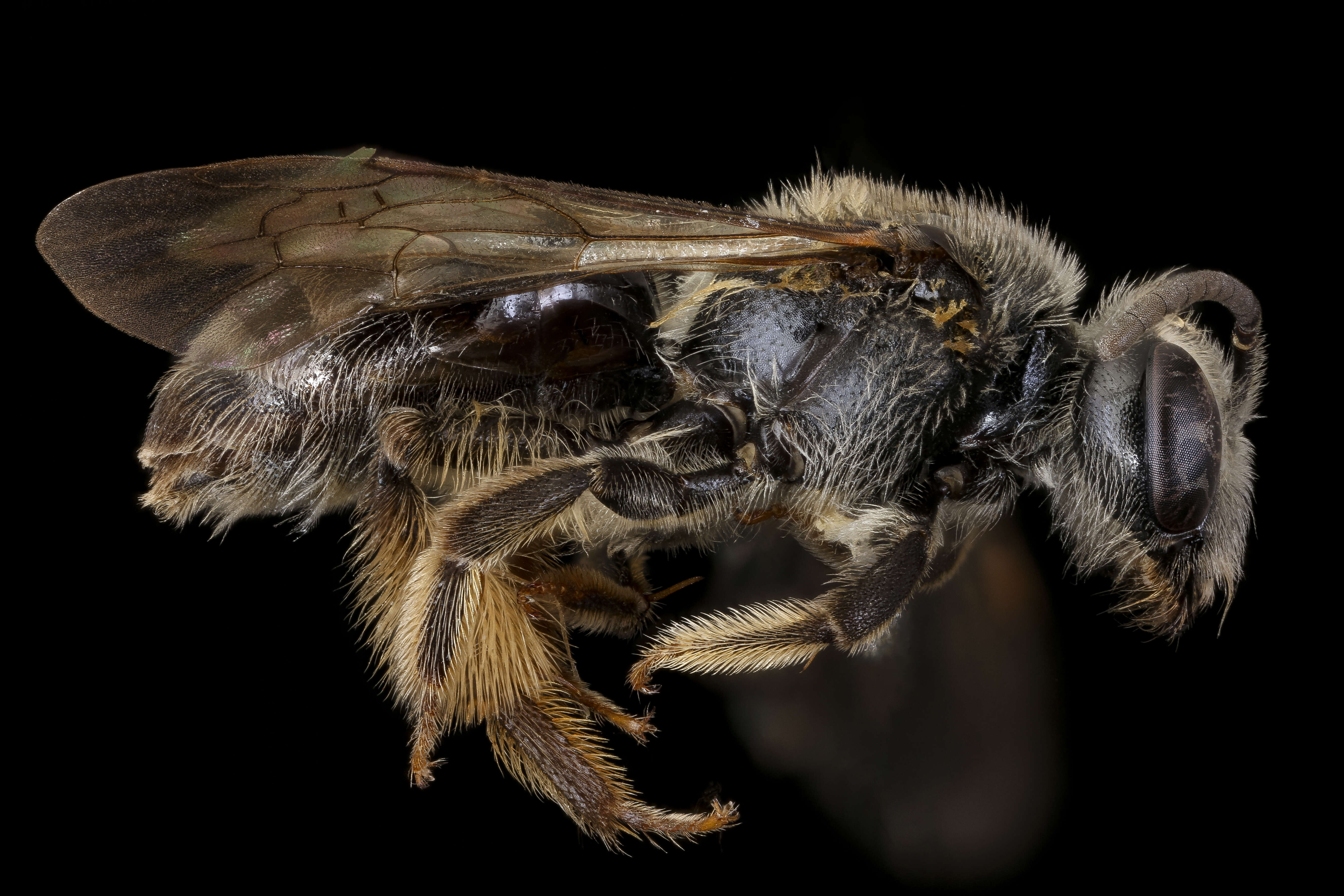 Image of Andrena mendica Mitchell 1960