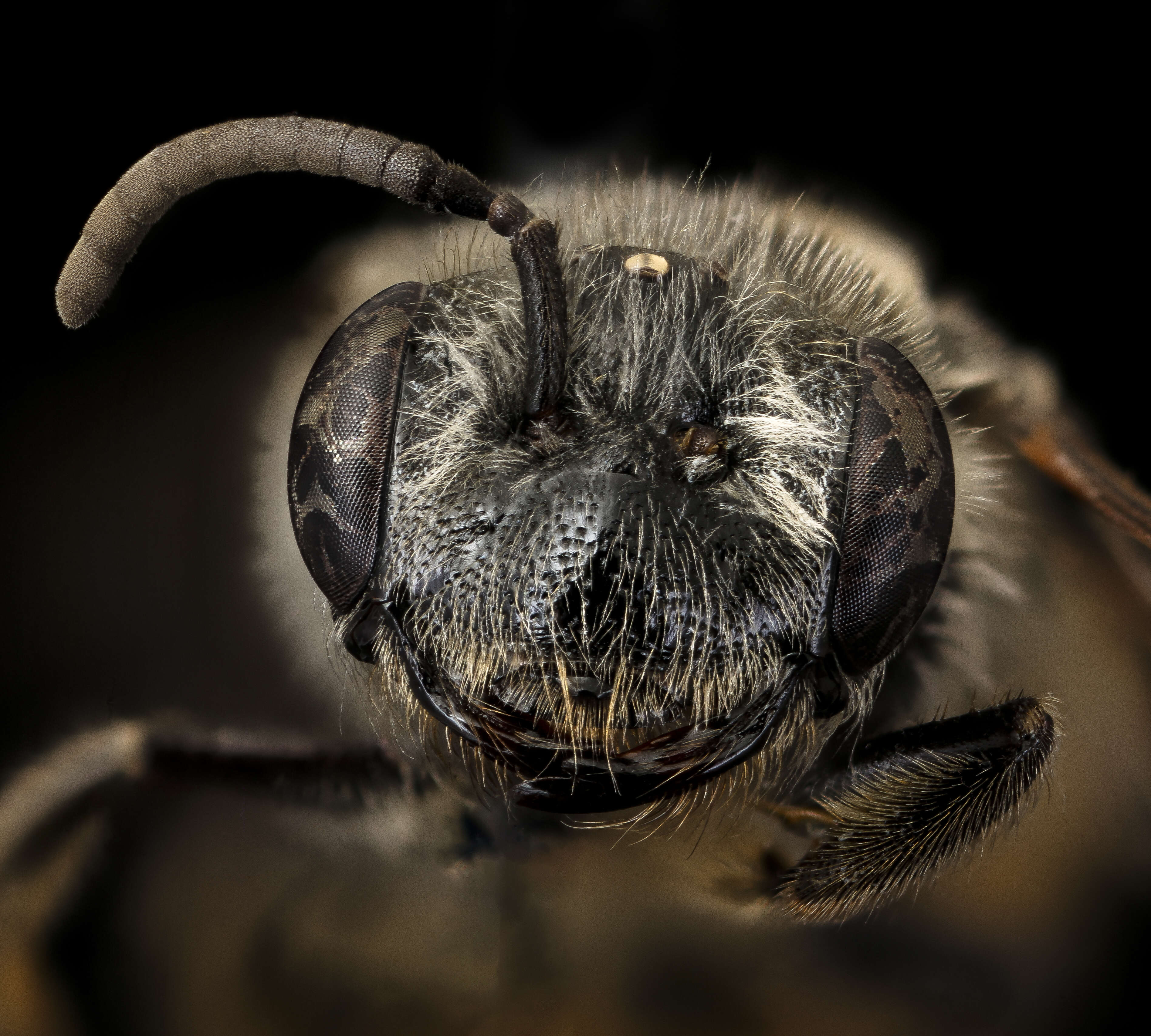 Image of Andrena mendica Mitchell 1960