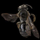 Image of Andrena mendica Mitchell 1960