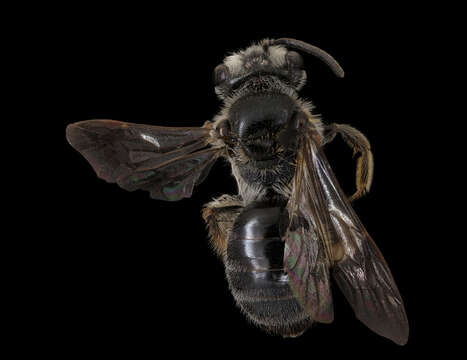 Image of Andrena mendica Mitchell 1960